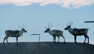 caribou1.jpg