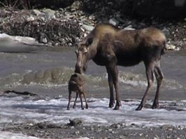 moose in Pond