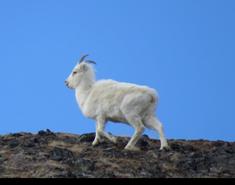 web sheep.jpg