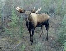 cow moose.jpg
