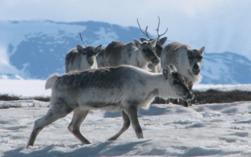 caribou