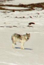 winter wolf