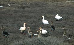 geese.jpg