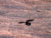 golden eagle