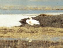 swan 2