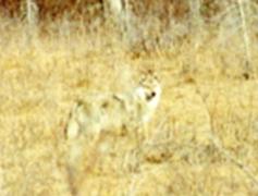 wolf