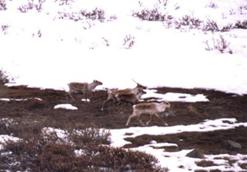 3caribou