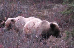 grizzlies.jpg