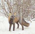 cross fox
