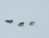 wolves