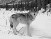 scotts wolf.jpg