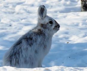 bunny.jpg